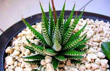 办公桌上放6种植物更舒适
